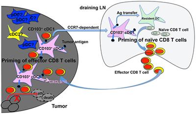 Frontiers Dendritic Cells And Cd8 T Cell Immunity In Tumor Microenvironment Immunology
