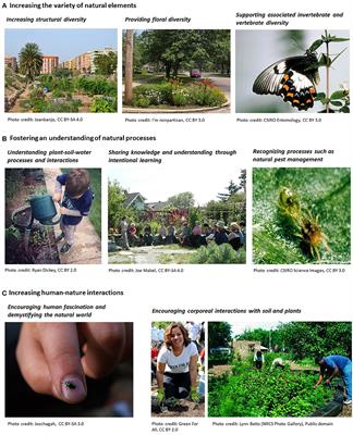 Frontiers Urban Gardens As A Space To Engender Biophilia