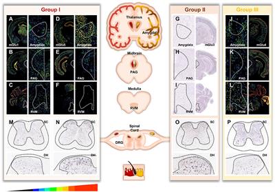 Frontiers Emerging Trends In Pain Modulation By Metabotropic Glutamate Receptors Molecular Neuroscience