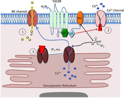 Role of ectopic olfactory receptors in glucose and lipid