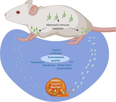 Histone methylation changes are required for life cycle progression in the  human parasite Schistosoma mansoni