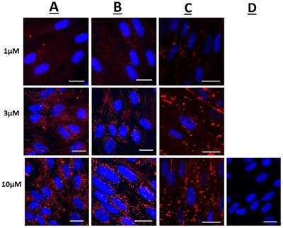 Frontiers Inhibition Of Inflammatory Changes In Human Myometrial