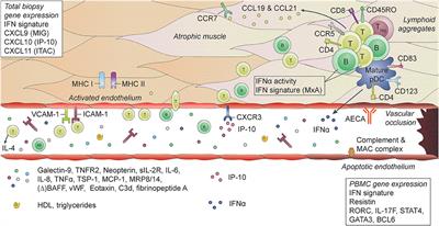 highc creatpone levels liver functions