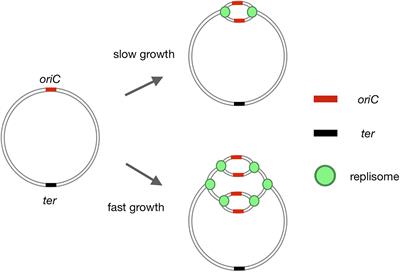 Frontiers | Where and When Bacterial Chromosome Replication Starts: A Single Cell Perspective Frontiers | Where and When Bacterial Chromosome Replication Starts: A Single Cell Perspective