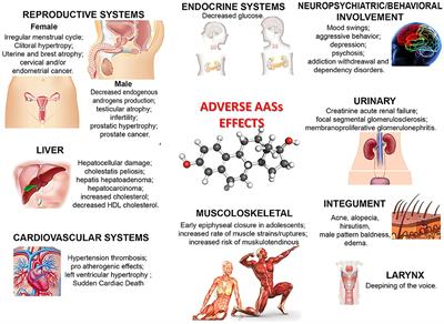 Frontiers | Anabolic Androgenic Steroids: Searching New Molecular ...