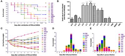 Frontiers | Severe Pneumonia Caused by Coinfection With Influenza Virus Followed by Methicillin-Resistant Staphylococcus aureus Induces Higher Mortality in Mice | Immunology Frontiers | Severe Pneumonia Caused by Coinfection With Influenza Virus Followed by Methicillin-Resistant Staphylococcus aureus Induces Higher Mortality in Mice | Immunology