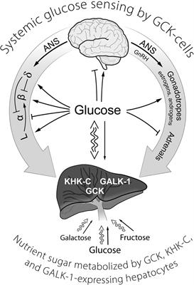 Glucose Definition and Examples - Biology Online Dictionary