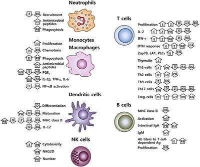 Frontiers | Nutritional Modulation of Immune Function: Analysis of Evidence, Mechanisms, and Clinical Immunology