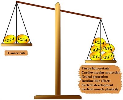 Frontiers Role Of Igf 1 System In The Modulation Of Longevity Controversies And New Insights From A Centenarians Perspective Endocrinology