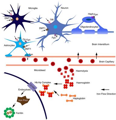 Frontiers Nitric Oxide Iron And Neurodegeneration Neuroscience