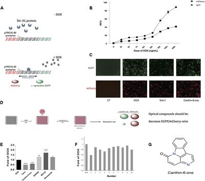 Frontiers Canthin 6 One Accelerates Alpha Synuclein Degradation By Enhancing Ups Activity Drug Target Identification By Crispr Cas9 Whole Genome Wide Screening Technology Pharmacology Frontiers Canthin 6 One Accelerates Alpha Synuclein Degradation By Enhancing Ups Activity Drug Target Identification By Crispr Cas9 Whole Genome Wide Screening Technology Pharmacology