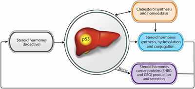 Frontiers | Liver and Steroid Hormones—Can a Touch of p53 Make a Difference?