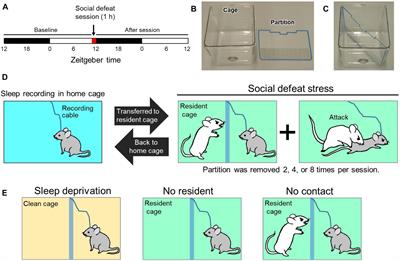 Frontiers | Acute Social Defeat Stress Increases Sleep in Mice