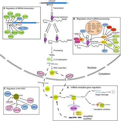 Can potential Damage from mRNA Vaccines be Neutralized? 11 433008 Thumb 400