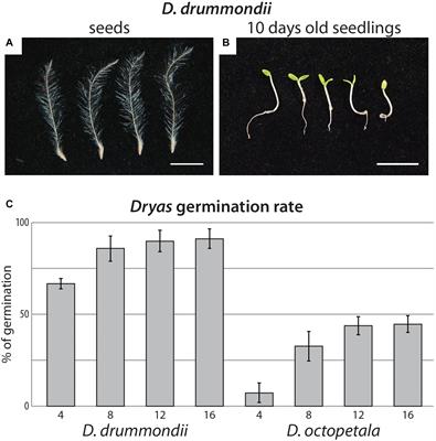 Frontiers Dryas As A Model For Studying The Root Symbioses Of The Rosaceae Plant Science