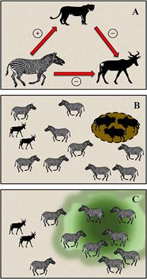 Frontiers | Apparent Competition, Lion Predation, and Managed Livestock  Grazing: Can Conservation Value Be Enhanced?