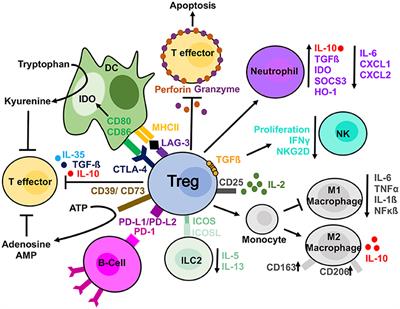 Frontiers Past Present And Future Of Regulatory T Cell Therapy In Transplantation And Autoimmunity Immunology