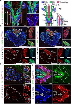 Frontiers Schwann Cell Precursors Generate The Majority Of Chromaffin Cells In Zuckerkandl Organ And Some Sympathetic Neurons In Paraganglia Frontiers In Molecular Neuroscience Frontiers Schwann Cell Precursors Generate The Majority Of Chromaffin Cells In Zuckerkandl Organ And Some Sympathetic Neurons In Paraganglia Frontiers In Molecular Neuroscience