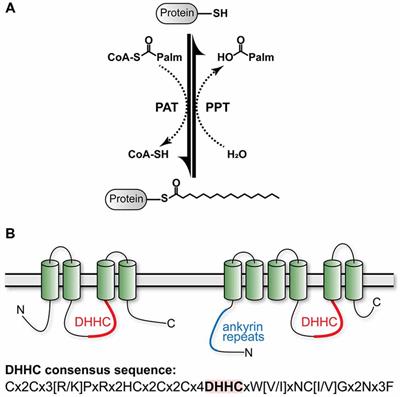 Frontiers Role Of Palmitoylation Postsynaptic Proteins In