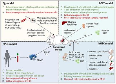 autoimmune polyarthritis humans az ízületi artrózis kezelése