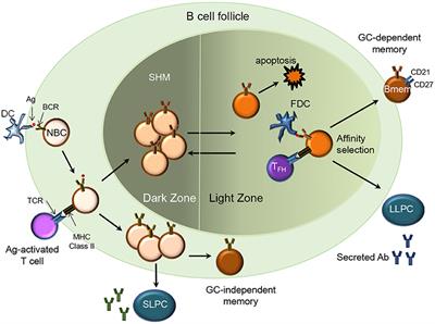 Delayed booster dosing improves human antigen-specific Ig and B