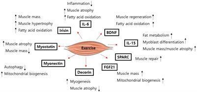Frontiers Role Of Myokines In Regulating Skeletal Muscle Mass And Function Physiology