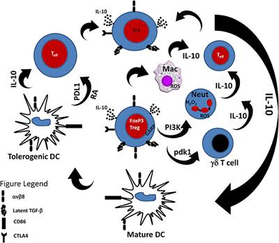 Frontiers The Pivotal Role Of Regulatory T Cells In The Regulation Of Innate Immune Cells Immunology