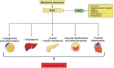 Frontiers Nrf2 As A Potential Mediator Of Cardiovascular Risk In Metabolic Diseases Pharmacology