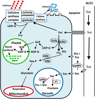 An Overview of Sucrose Synthases in Plants - Frontiers