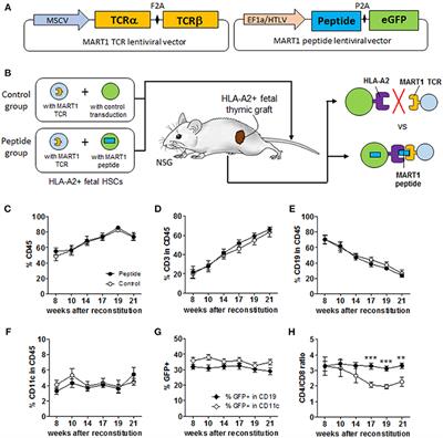 Frontiers Humanized Mice Reveal New Insights Into The Thymic Selection Of Human Autoreactive Cd8 T Cells Immunology