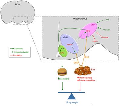 Frontiers | Orexins/Hypocretins: Key Regulators of Energy Homeostasis