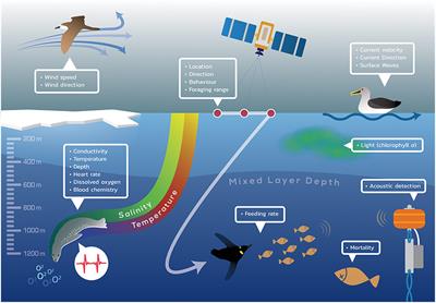 Frontiers | Animal-Borne Telemetry: An Integral Component of the Ocean  Observing Toolkit