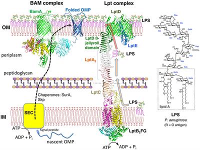 Frontiers  Folded Synthetic Peptides and Other Molecules 
