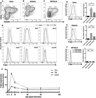 Frontiers The Transcription Factor T Bet Is Required For Optimal Type I Follicular Helper T Cell Maintenance During Acute Viral Infection Immunology