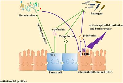 Mit kell tudni a mikrobiomról? - Protexin