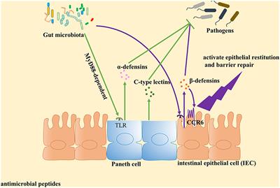 dysbiosis bél mikrobiota