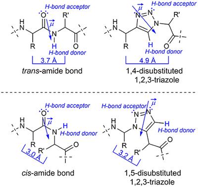 Frontiers 1 4 Disubstituted 1h 1 2 3 Triazole Containing Peptidotriazolamers A New Class Of Peptidomimetics With Interesting Foldamer Properties Chemistry