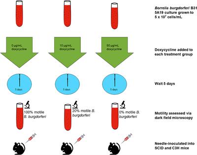 Frontiers The Functional And Molecular Effects Of Doxycycline Treatment On Borrelia Burgdorferi Phenotype Microbiology