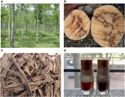 Frontiers | The Scent of Stress: Evidence From the Unique Fragrance of Agarwood