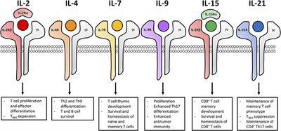 frontiers fueling cancer immunotherapy with common gamma gamma function