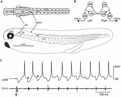Frontiers  Stimulation of Single, Possible CHX10 Hindbrain Neurons Turns  Swimming On and Off in Young Xenopus Tadpoles