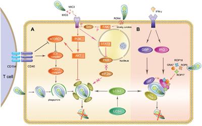 toxoplazma agy