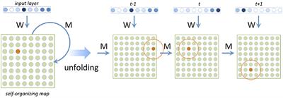 Frontiers | A Processing-Oriented Investigation of Inflectional Complexity