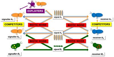 Frontiers | Predator-Prey Interactions and Eavesdropping in Vibrational Communication Networks Frontiers | Predator-Prey Interactions and Eavesdropping in Vibrational Communication Networks