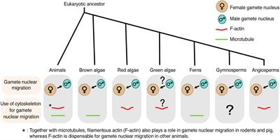 Frontiers | Gamete Nuclear Migration in Animals and Plants Frontiers | Gamete Nuclear Migration in Animals and Plants