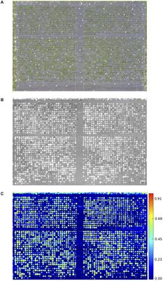 Frontiers Identifying Verticillium Dahliae Resistance In Strawberry Through Disease Screening Of Multiple Populations And Image Based Phenotyping Plant Science