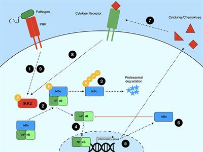 Frontiers Nf Kb Signaling In Macrophages Dynamics Crosstalk And Signal Integration Immunology Frontiers Nf Kb Signaling In Macrophages Dynamics Crosstalk And Signal Integration Immunology