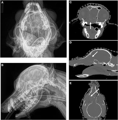 Frontiers | Imaging in Non-neurologic Oncologic Treatment Planning of the  Head and Neck