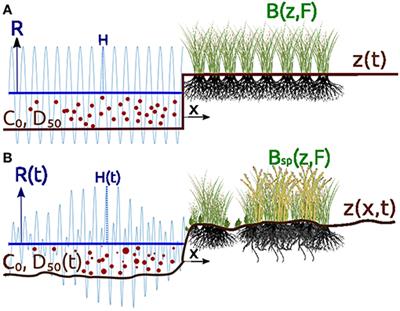 Frontiers High Platform Elevations Highlight The Role Of Storms And Spring Tides In Salt Marsh Evolution Environmental Science
