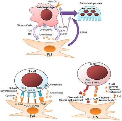 Frontiers Regulation Of Immune Responses And Chronic Inflammation By Fibroblast Like Synoviocytes Immunology